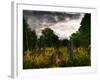 Gravestones at Cathays Cemetery, Cardiff Wales-Clive Nolan-Framed Photographic Print