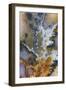 Graveyard Plume Agate, Oregon-Darrell Gulin-Framed Premium Photographic Print