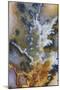 Graveyard Plume Agate, Oregon-Darrell Gulin-Mounted Premium Photographic Print