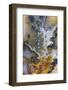 Graveyard Plume Agate, Oregon-Darrell Gulin-Framed Photographic Print