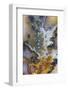 Graveyard Plume Agate, Oregon-Darrell Gulin-Framed Photographic Print