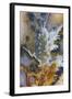 Graveyard Plume Agate, Oregon-Darrell Gulin-Framed Photographic Print