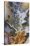 Graveyard Plume Agate, Oregon-Darrell Gulin-Stretched Canvas