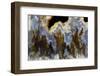 Graveyard Point Plume Agate, Oregon-Darrell Gulin-Framed Photographic Print