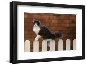 Gray and White Cat Climbing on Picket Fence-DLILLC-Framed Photographic Print