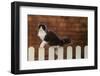 Gray and White Cat Climbing on Picket Fence-DLILLC-Framed Photographic Print