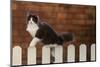 Gray and White Cat Climbing on Picket Fence-DLILLC-Mounted Photographic Print