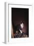 Gray and White Cat on Chair-DLILLC-Framed Photographic Print