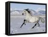 Gray Andalusian Stallion, Cantering in Snow, Longmont, Colorado, USA-Carol Walker-Framed Stretched Canvas