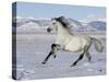 Gray Andalusian Stallion, Cantering in Snow, Longmont, Colorado, USA-Carol Walker-Stretched Canvas