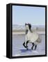 Gray Andalusian Stallion, Cantering in Snow, Longmont, Colorado, USA-Carol Walker-Framed Stretched Canvas