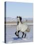 Gray Andalusian Stallion, Cantering in Snow, Longmont, Colorado, USA-Carol Walker-Stretched Canvas