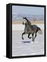 Gray Andalusian Stallion, Cantering in Snow, Longmont, Colorado, USA-Carol Walker-Framed Stretched Canvas