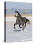 Gray Andalusian Stallion, Cantering in Snow, Longmont, Colorado, USA-Carol Walker-Stretched Canvas