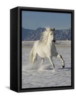 Gray Andalusian Stallion, Cantering in Snow, Longmont, Colorado, USA-Carol Walker-Framed Stretched Canvas