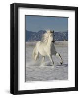 Gray Andalusian Stallion, Cantering in Snow, Longmont, Colorado, USA-Carol Walker-Framed Premium Photographic Print