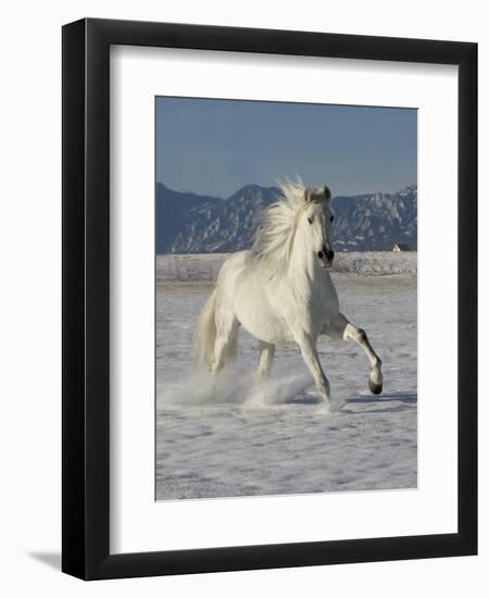 Gray Andalusian Stallion, Cantering in Snow, Longmont, Colorado, USA-Carol Walker-Framed Premium Photographic Print