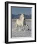 Gray Andalusian Stallion, Cantering in Snow, Longmont, Colorado, USA-Carol Walker-Framed Premium Photographic Print