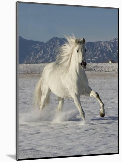 Gray Andalusian Stallion, Cantering in Snow, Longmont, Colorado, USA-Carol Walker-Mounted Premium Photographic Print