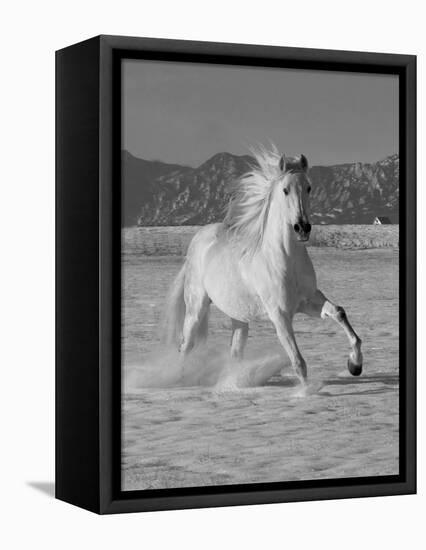 Gray Andalusian Stallion, Cantering in Snow, Longmont, Colorado, USA-Carol Walker-Framed Stretched Canvas
