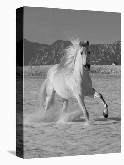 Gray Andalusian Stallion, Cantering in Snow, Longmont, Colorado, USA-Carol Walker-Stretched Canvas