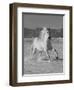 Gray Andalusian Stallion, Cantering in Snow, Longmont, Colorado, USA-Carol Walker-Framed Premium Photographic Print