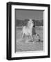 Gray Andalusian Stallion, Cantering in Snow, Longmont, Colorado, USA-Carol Walker-Framed Premium Photographic Print