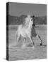 Gray Andalusian Stallion, Cantering in Snow, Longmont, Colorado, USA-Carol Walker-Stretched Canvas