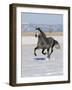 Gray Andalusian Stallion, Cantering in Snow, Longmont, Colorado, USA-Carol Walker-Framed Photographic Print