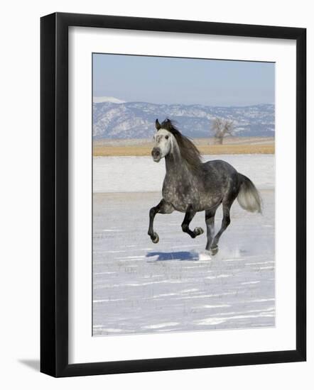 Gray Andalusian Stallion, Cantering in Snow, Longmont, Colorado, USA-Carol Walker-Framed Photographic Print