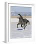 Gray Andalusian Stallion, Cantering in Snow, Longmont, Colorado, USA-Carol Walker-Framed Photographic Print