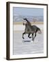 Gray Andalusian Stallion, Cantering in Snow, Longmont, Colorado, USA-Carol Walker-Framed Photographic Print