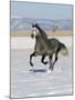 Gray Andalusian Stallion, Cantering in Snow, Longmont, Colorado, USA-Carol Walker-Mounted Photographic Print