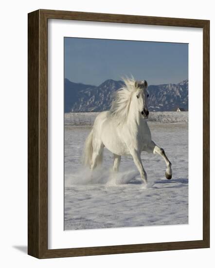 Gray Andalusian Stallion, Cantering in Snow, Longmont, Colorado, USA-Carol Walker-Framed Photographic Print