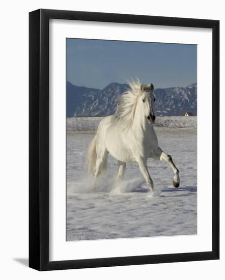 Gray Andalusian Stallion, Cantering in Snow, Longmont, Colorado, USA-Carol Walker-Framed Photographic Print