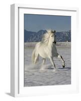 Gray Andalusian Stallion, Cantering in Snow, Longmont, Colorado, USA-Carol Walker-Framed Photographic Print