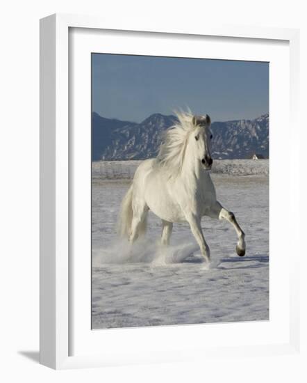 Gray Andalusian Stallion, Cantering in Snow, Longmont, Colorado, USA-Carol Walker-Framed Photographic Print