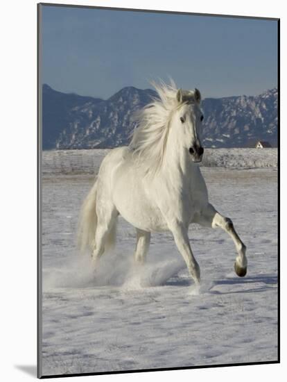 Gray Andalusian Stallion, Cantering in Snow, Longmont, Colorado, USA-Carol Walker-Mounted Photographic Print