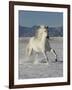 Gray Andalusian Stallion, Cantering in Snow, Longmont, Colorado, USA-Carol Walker-Framed Photographic Print