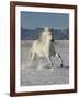 Gray Andalusian Stallion, Cantering in Snow, Longmont, Colorado, USA-Carol Walker-Framed Photographic Print