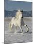 Gray Andalusian Stallion, Cantering in Snow, Longmont, Colorado, USA-Carol Walker-Mounted Photographic Print