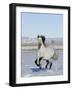 Gray Andalusian Stallion, Cantering in Snow, Longmont, Colorado, USA-Carol Walker-Framed Photographic Print