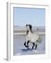 Gray Andalusian Stallion, Cantering in Snow, Longmont, Colorado, USA-Carol Walker-Framed Photographic Print