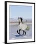 Gray Andalusian Stallion, Cantering in Snow, Longmont, Colorado, USA-Carol Walker-Framed Photographic Print