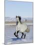 Gray Andalusian Stallion, Cantering in Snow, Longmont, Colorado, USA-Carol Walker-Mounted Photographic Print