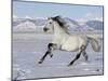 Gray Andalusian Stallion, Cantering in Snow, Longmont, Colorado, USA-Carol Walker-Mounted Photographic Print