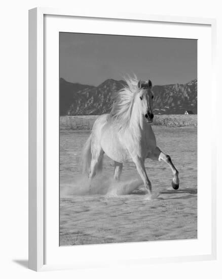 Gray Andalusian Stallion, Cantering in Snow, Longmont, Colorado, USA-Carol Walker-Framed Photographic Print