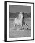 Gray Andalusian Stallion, Cantering in Snow, Longmont, Colorado, USA-Carol Walker-Framed Photographic Print