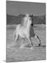 Gray Andalusian Stallion, Cantering in Snow, Longmont, Colorado, USA-Carol Walker-Mounted Photographic Print