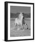 Gray Andalusian Stallion, Cantering in Snow, Longmont, Colorado, USA-Carol Walker-Framed Photographic Print